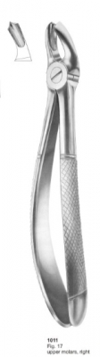  Fig. 17 upper molars, right 
